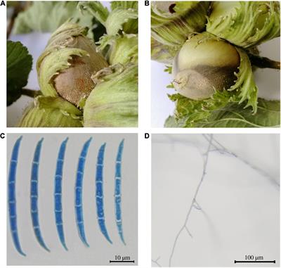 Draft Genome Sequence of a New Fusarium Isolate Belonging to Fusarium tricinctum Species Complex Collected From Hazelnut in Central Italy